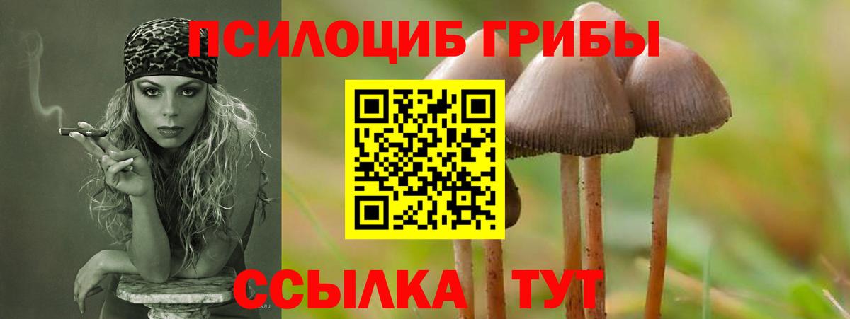 Псилоцибиновые грибы Psilocybe  Псилоцибиновые грибы мицелий  Зеленодольск 